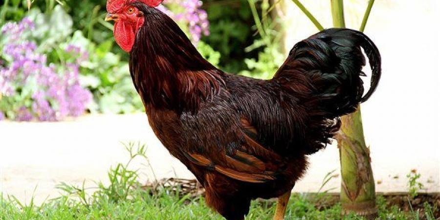 ارتفاع
      في
      البلدي
      3
      جنيهات،
      سعر
      الفراخ
      اليوم
      الأربعاء
      22
      يوليو
      2026
      (آخر
      تحديث)