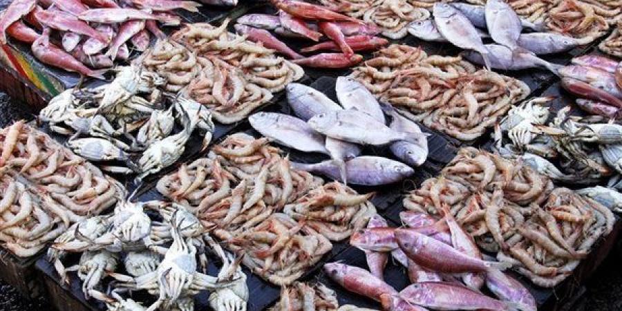 أسعار
      السمك
      اليوم،
      انخفاض
      3
      أصناف
      منها
      البلطي
      والجمبري
      الوسط
      يبدأ
      من
      175
      جنيها