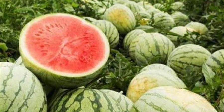 تفسير
      رؤية
      البطيخ
      في
      المنام
      وعلاقتها
      بتحقيق
      مكانة
      اجتماعية
      مرموقة