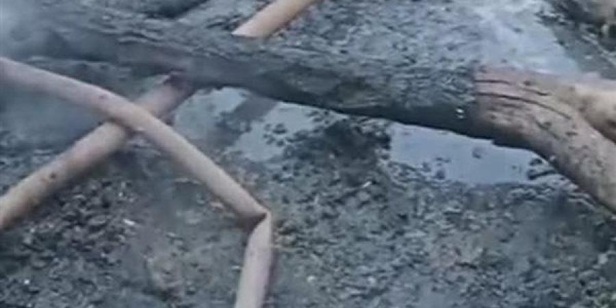 نفوق
      6
      رؤوس
      ماشية
      في
      حريق
      بأرض
      زراعية
      بالقليوبية
      دون
      إصابات
      بشرية