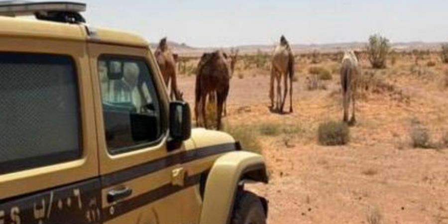 الأمن
      البيئي
      يضبط
      مخالفين
      للرعي
      المحظور
      وإشعال
      النار
      داخل
      محميتين
      ملكيتين