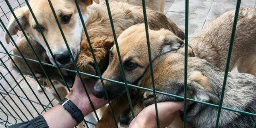 3
      حيوانات
      محظور
      تربيتها
      في
      المنزل
      قانونا
      (فيديو)