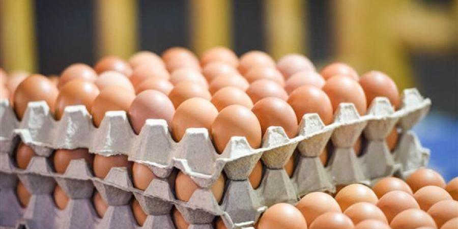 الأحمر والأبيض يواصلان الارتفاع، سعر كرتونة البيض اليوم الأحد في بورصة الدواجن