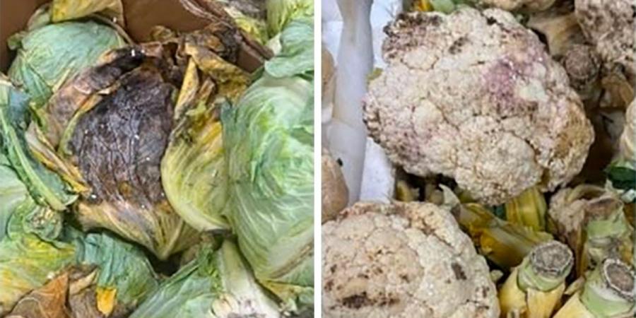 «الغذاء» تتلف 173 كيلوغراماً من المواد غير الصالحة للاستهلاك الآدمي