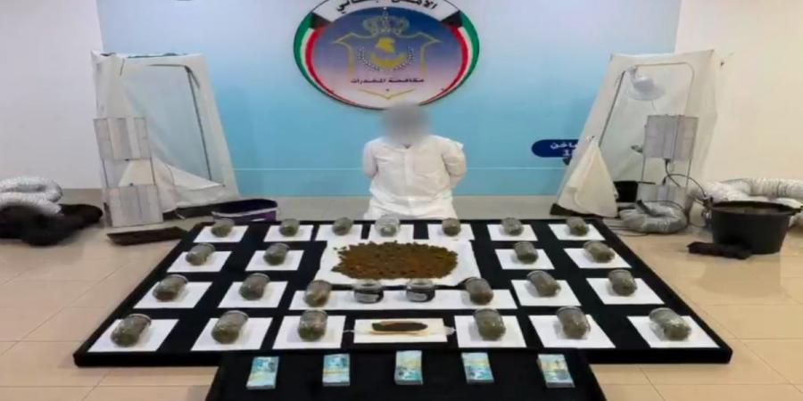 «الداخلية»: ضبط مواطن يدير مزرعة لزراعة الماريجوانا