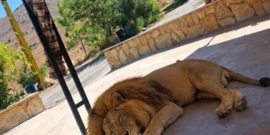 لبنان.. تحرك عاجل لوزير الزراعة والنائب العام لتعيين حارس قضائي لأسد اللبوة
