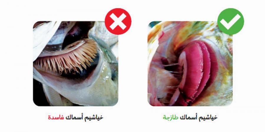 البلدية تحذر من سرعة فساد الأسماك صيفاً